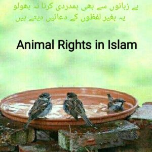 animal-rights-in-islam